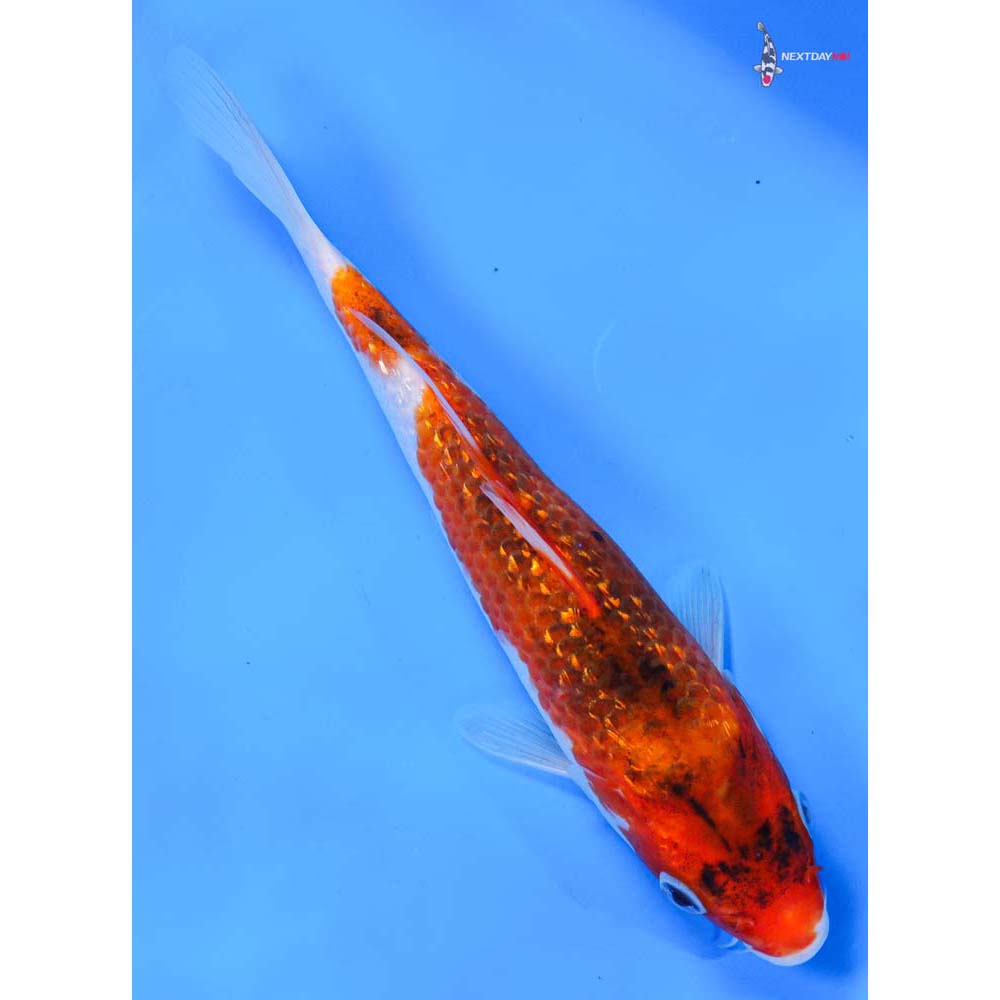 8” Imported Gin Rin Goromo