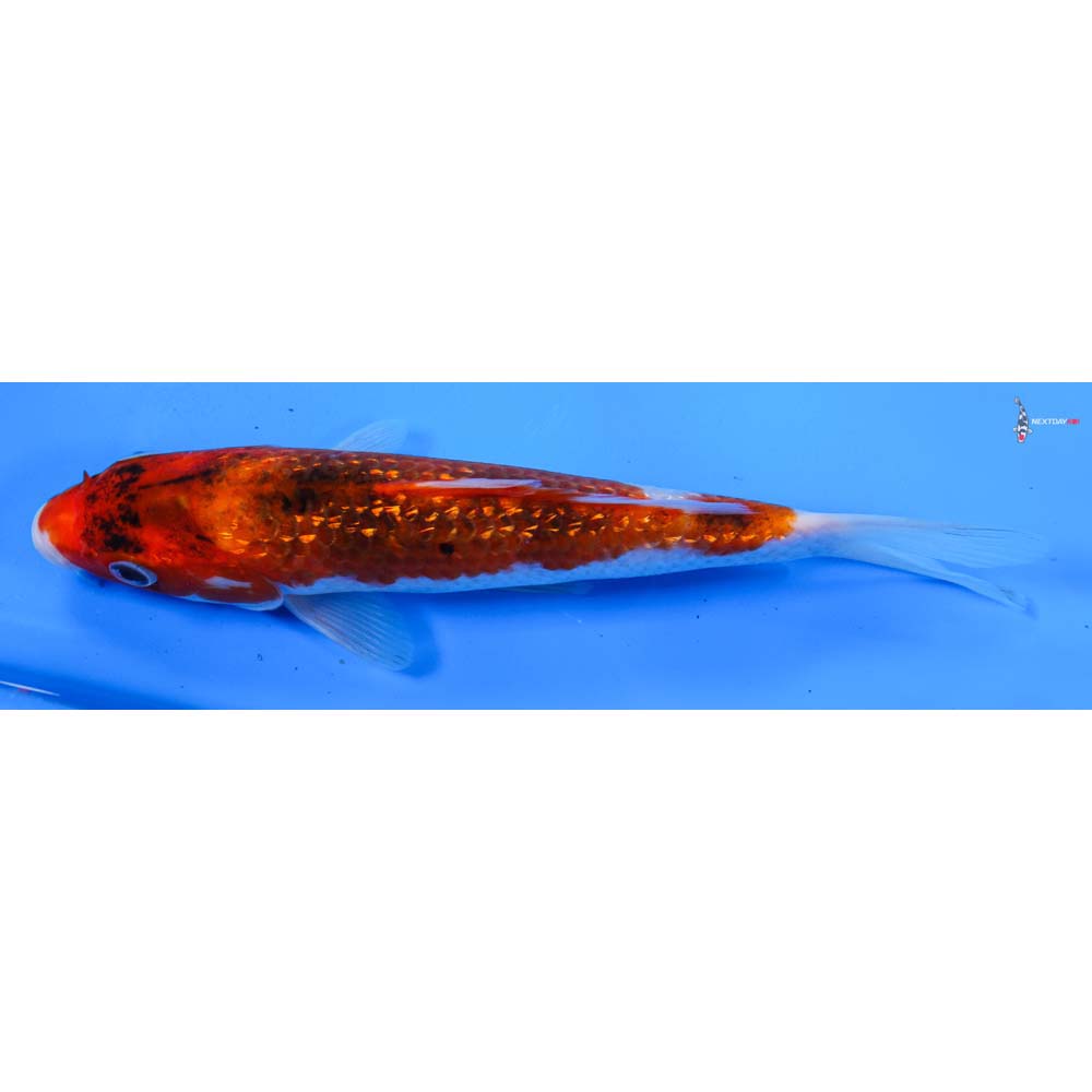 8” Imported Gin Rin Goromo