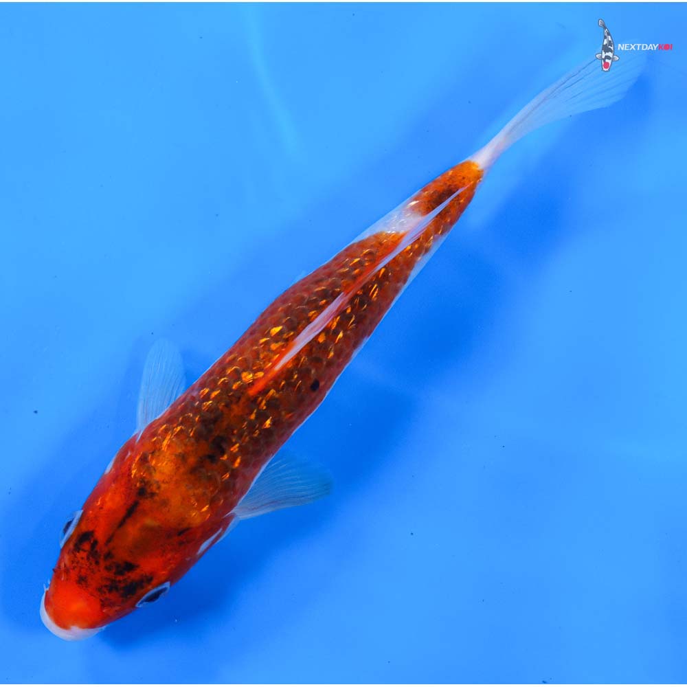 8” Imported Gin Rin Goromo