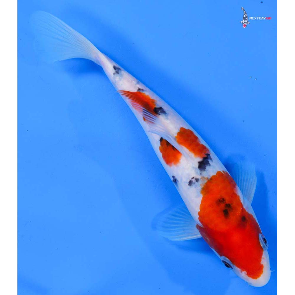 8” Imported Sanke