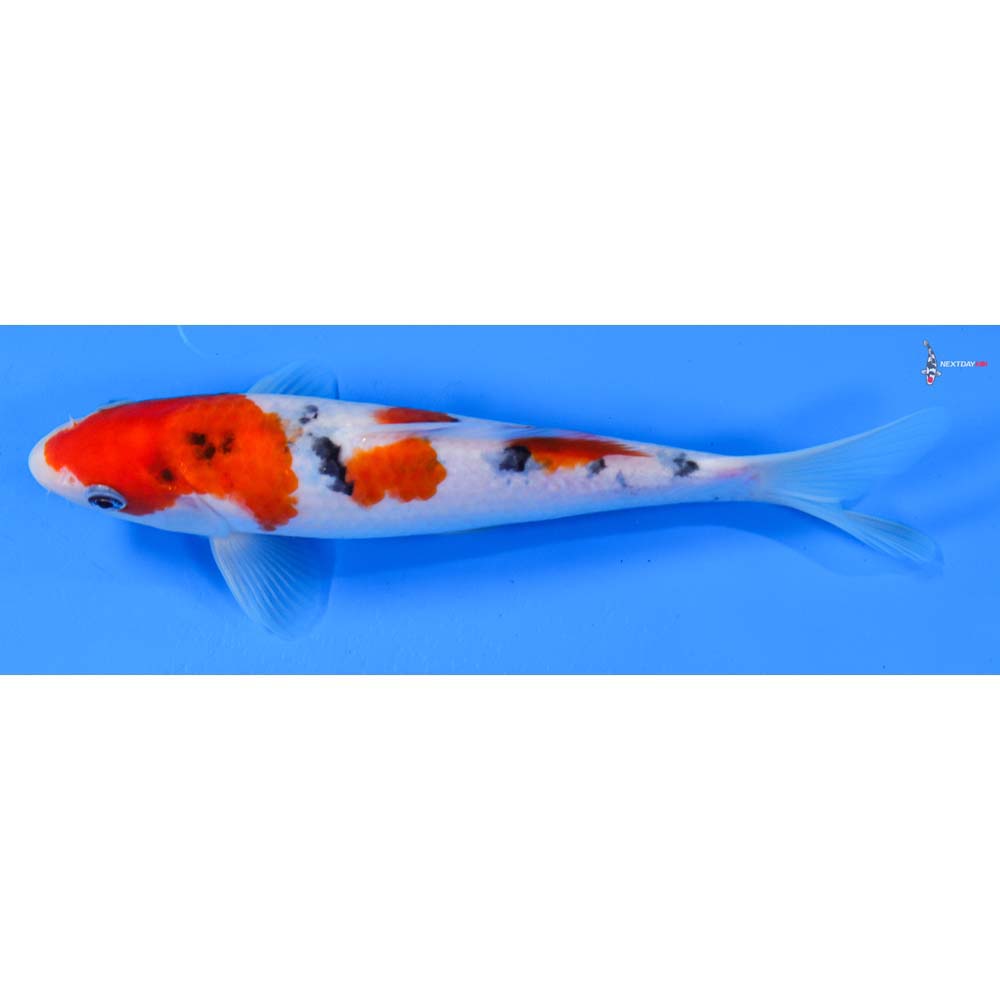 8” Imported Sanke