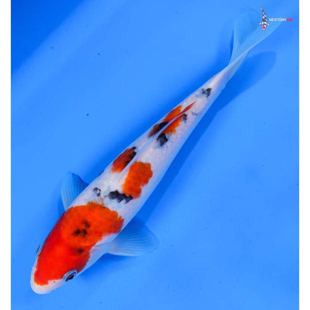 8” Imported Sanke