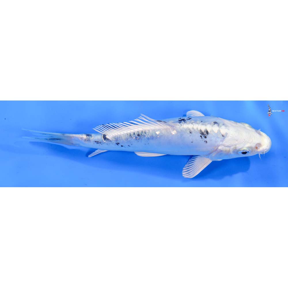7” Imported Doitsu Gin Shiro Bekko