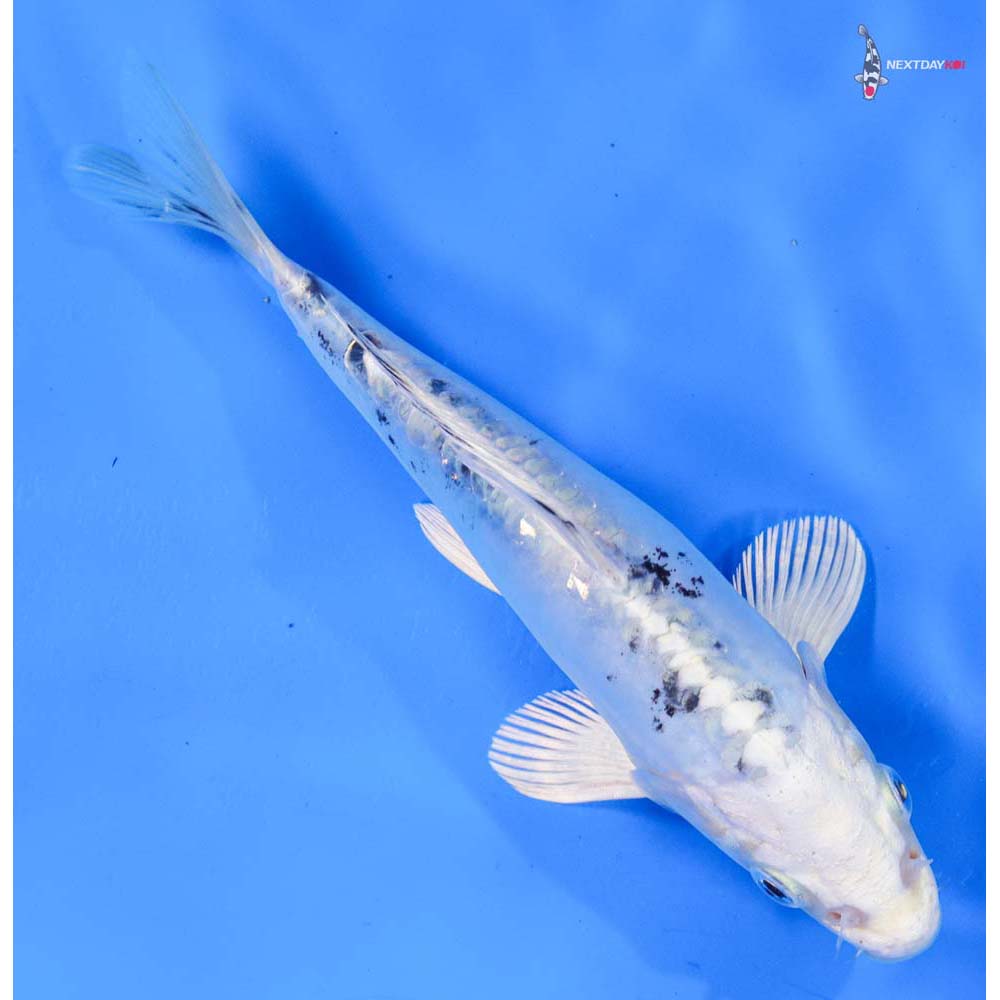 7” Imported Doitsu Gin Shiro Bekko
