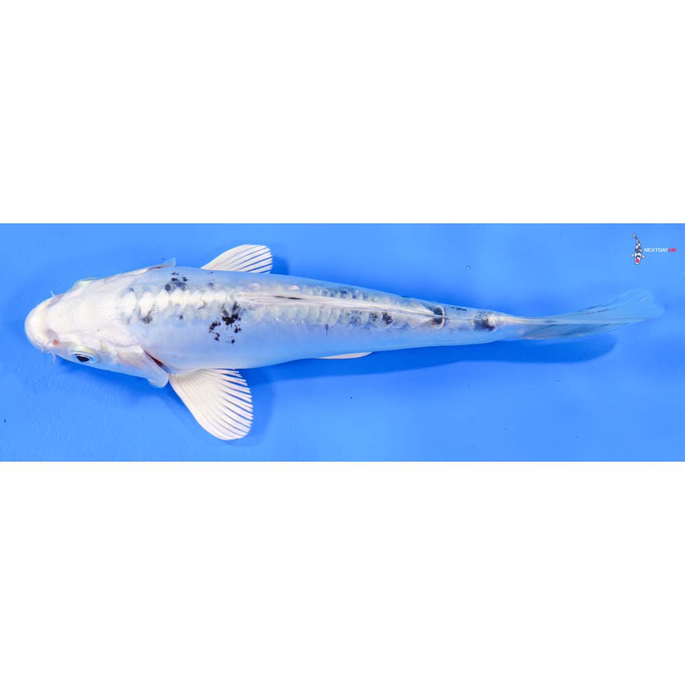 7” Imported Doitsu Gin Shiro Bekko
