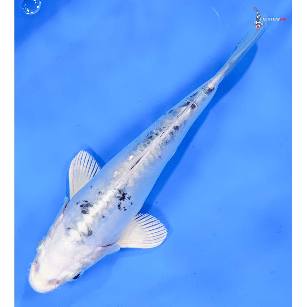 7” Imported Doitsu Gin Shiro Bekko