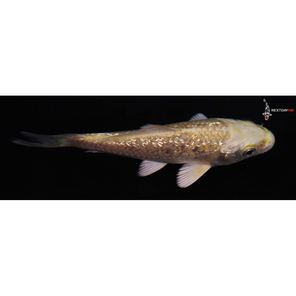 3.5” Imported Gin Rin Yamabuki Ogon