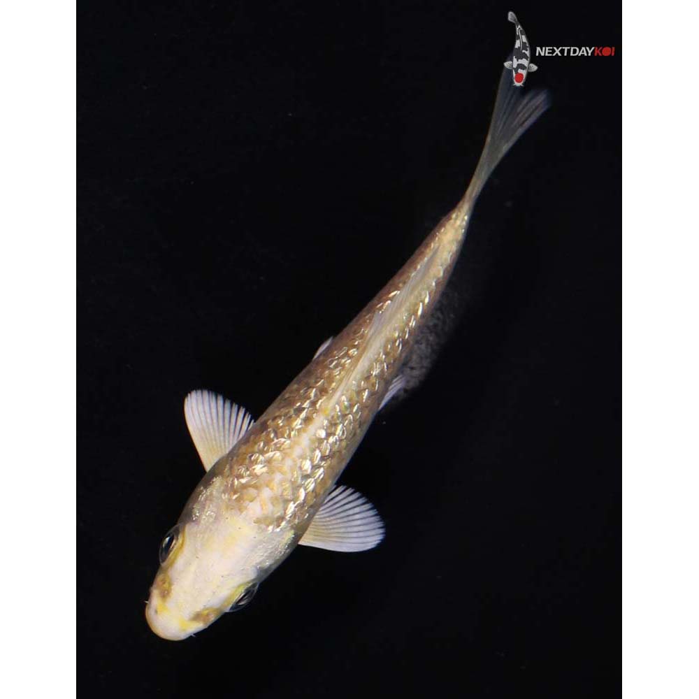 3.5” Imported Gin Rin Yamabuki Ogon