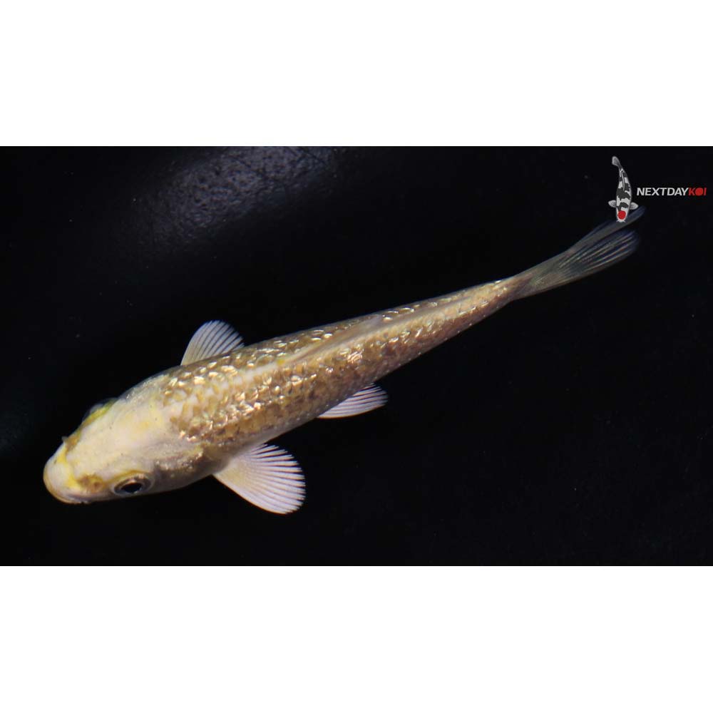 3.5” Imported Gin Rin Yamabuki Ogon