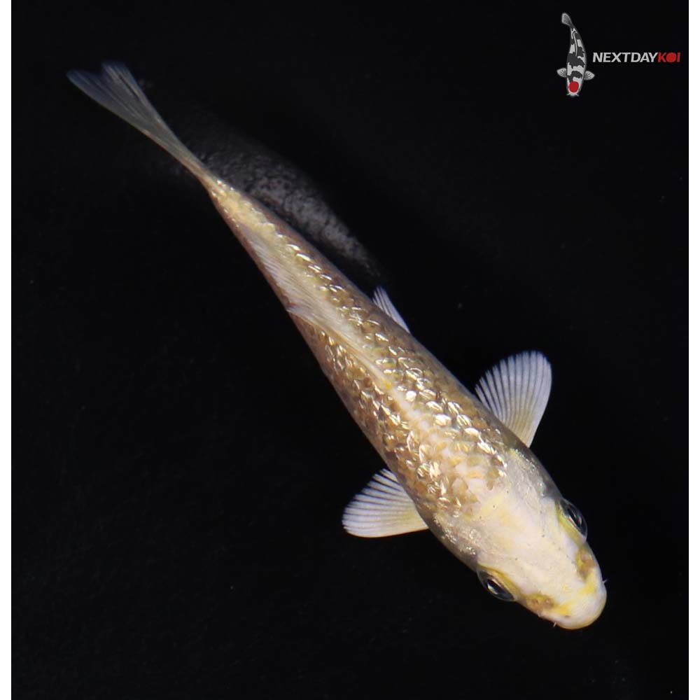 3.5” Imported Gin Rin Yamabuki Ogon