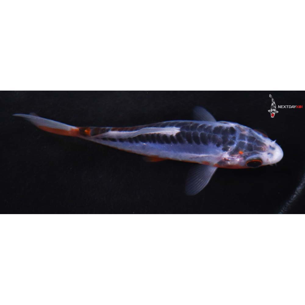 4” Imported Shusui