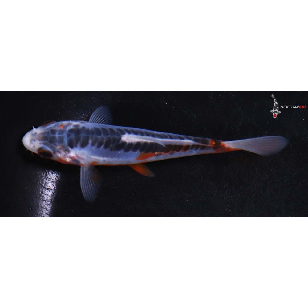 4” Imported Shusui