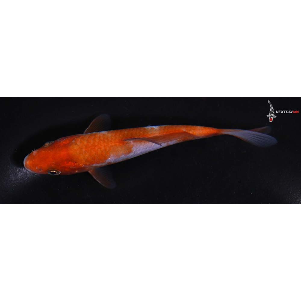 4” Imported Ochiba Shigure