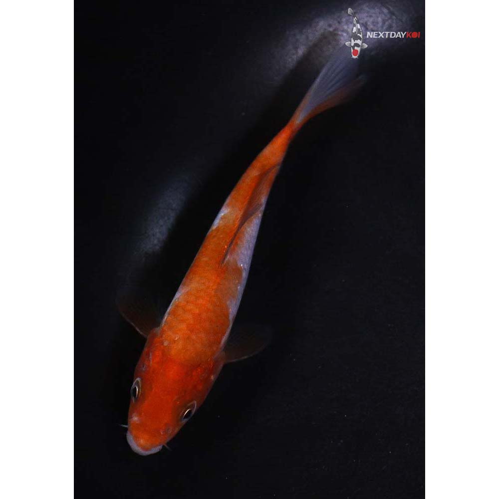4” Imported Ochiba Shigure