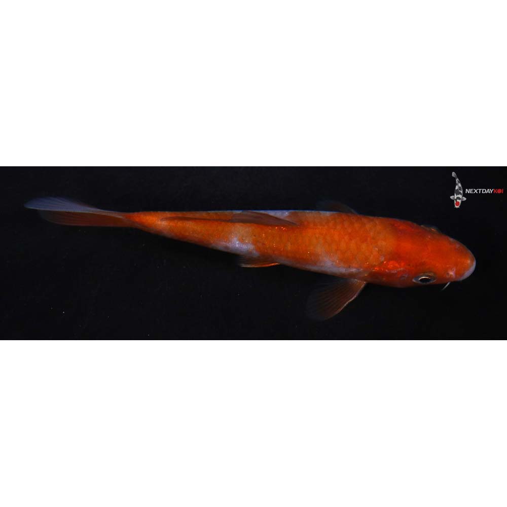 4” Imported Ochiba Shigure