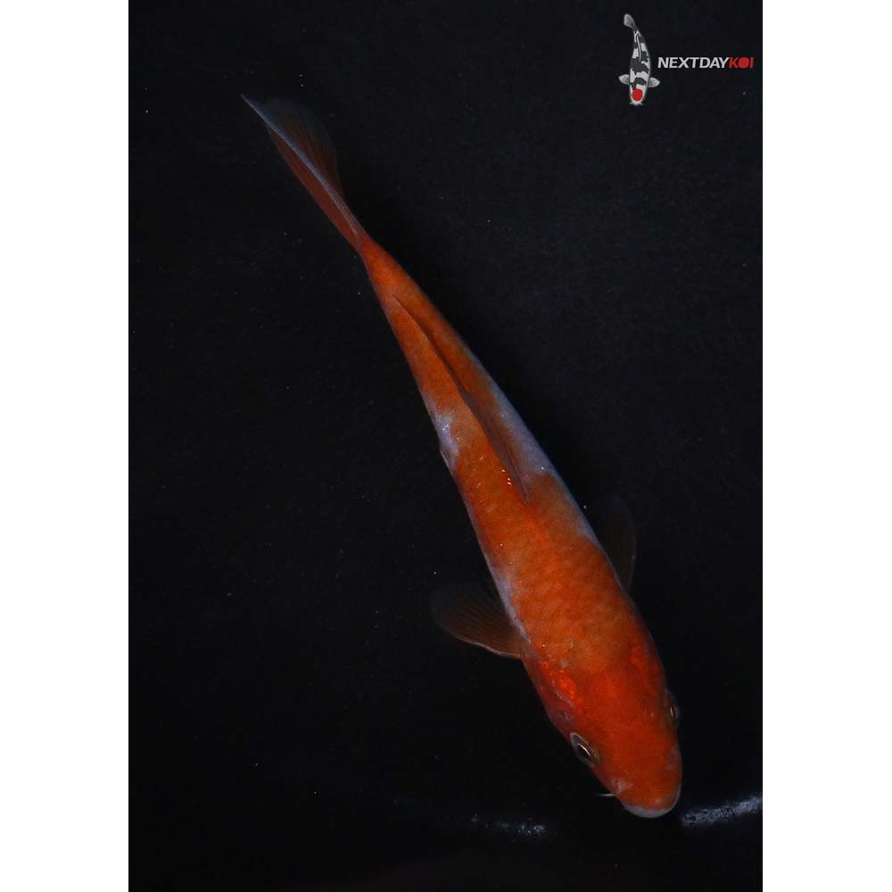 4” Imported Ochiba Shigure
