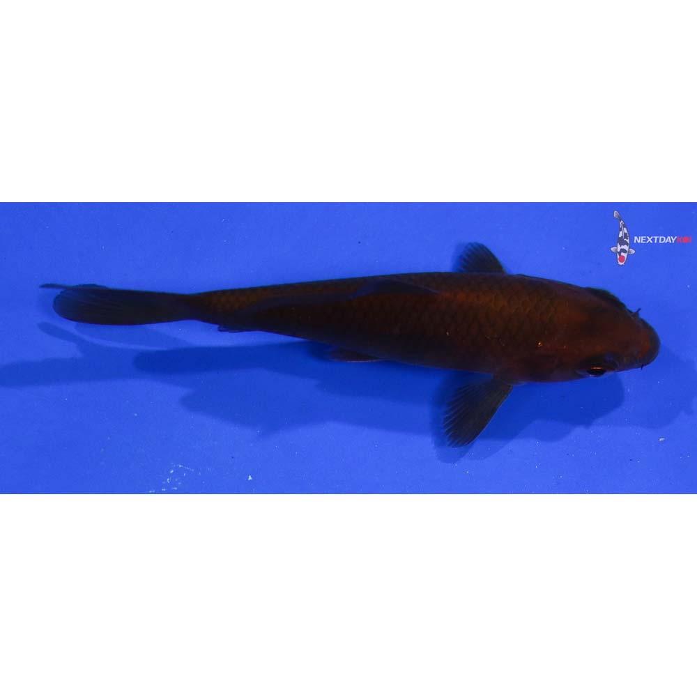 3.5” Imported Chagoi