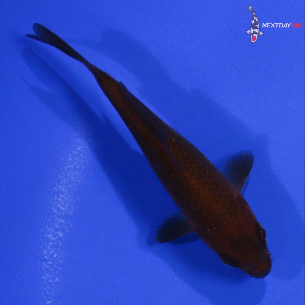 3.5” Imported Chagoi