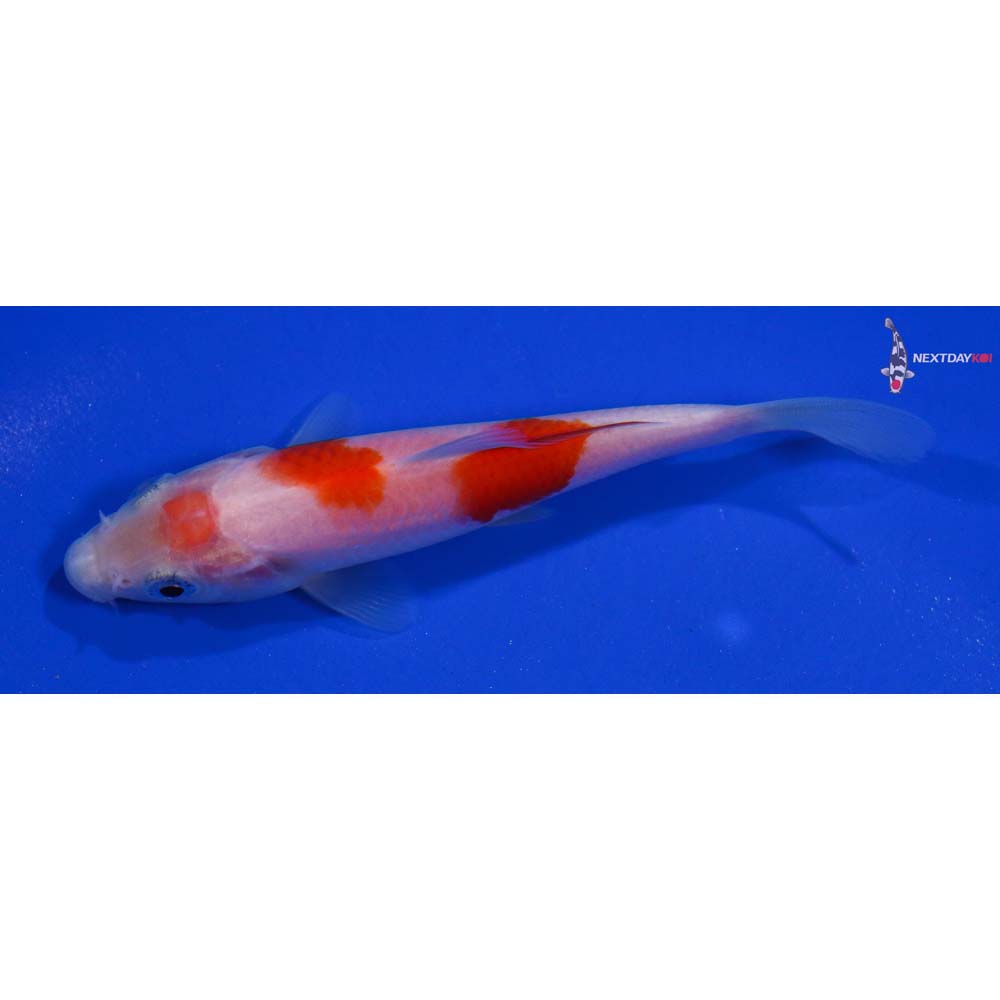 4” Imported Kohaku