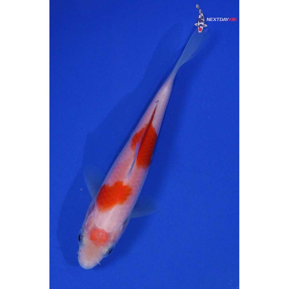 4” Imported Kohaku