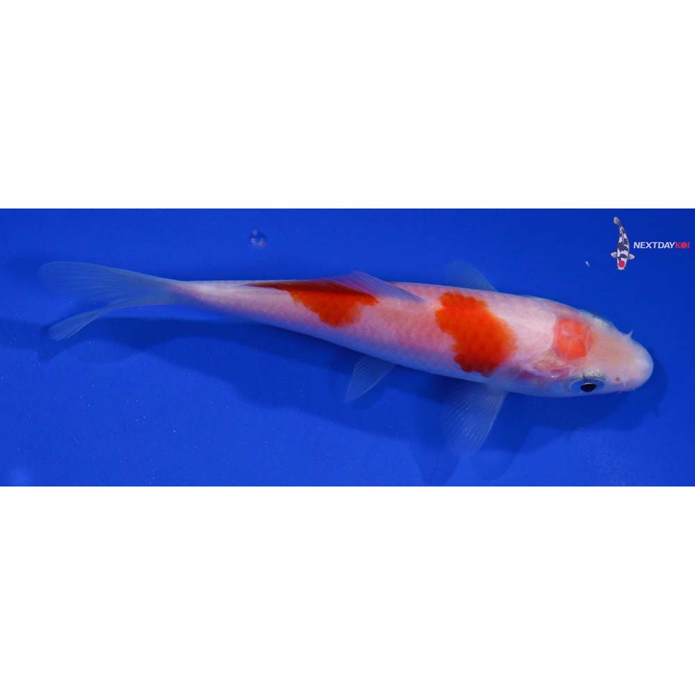 4” Imported Kohaku