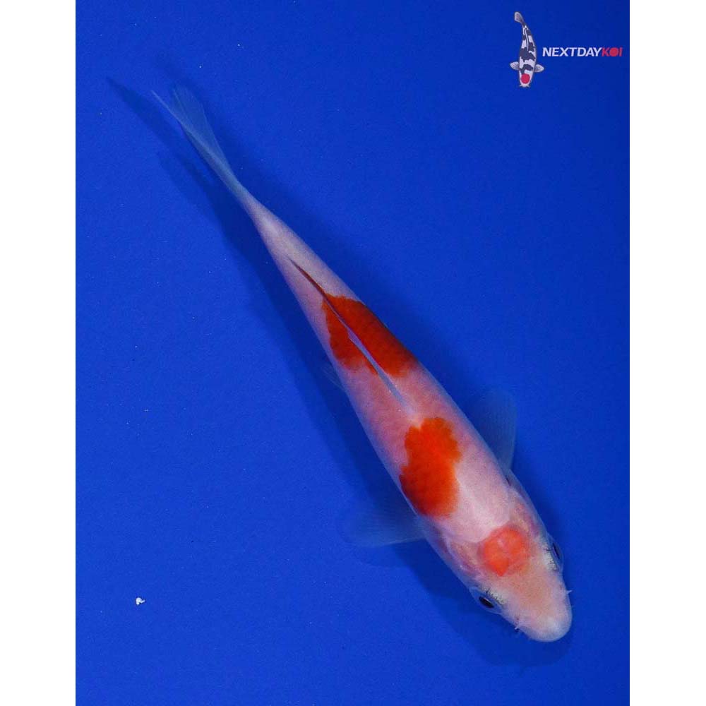 4” Imported Kohaku