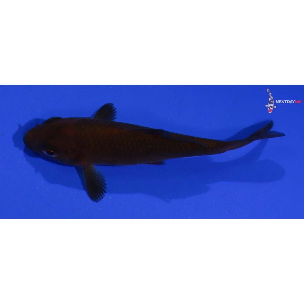 3.5” Imported Chagoi