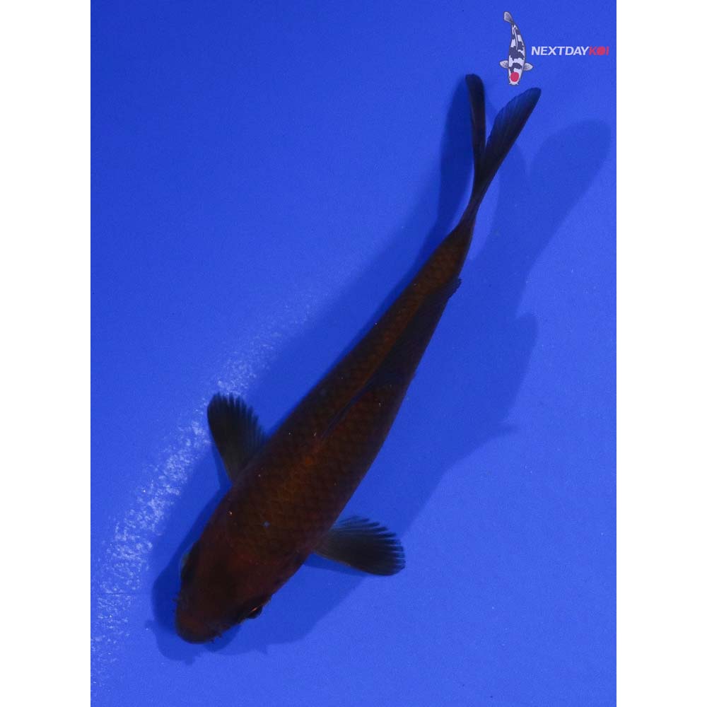 3.5” Imported Chagoi