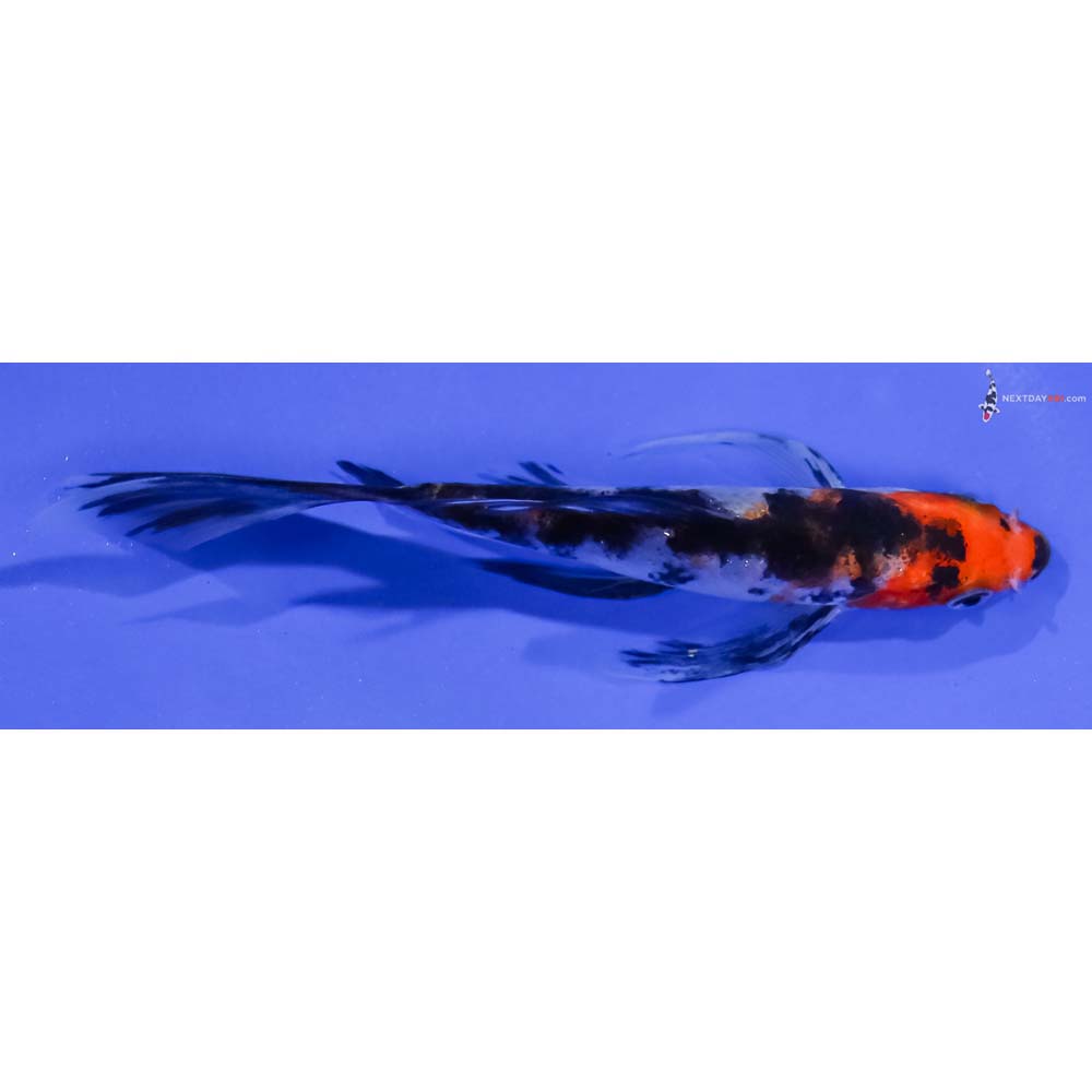 5” Imported Sanke Butterfly Koi