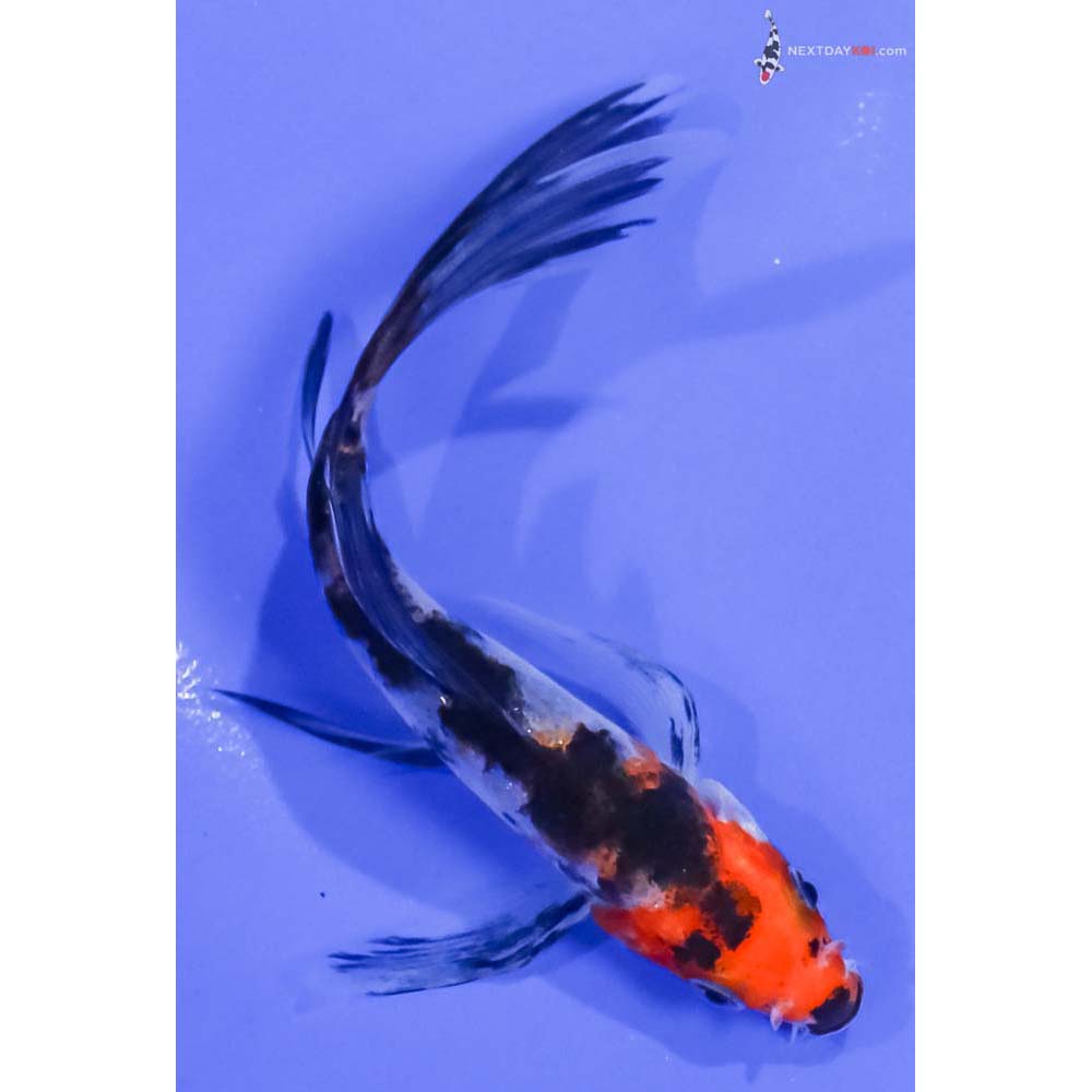 5” Imported Sanke Butterfly Koi
