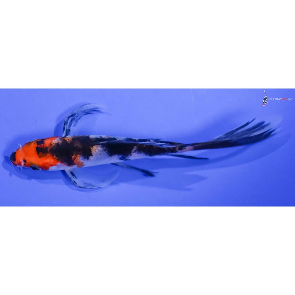 5” Imported Sanke Butterfly Koi
