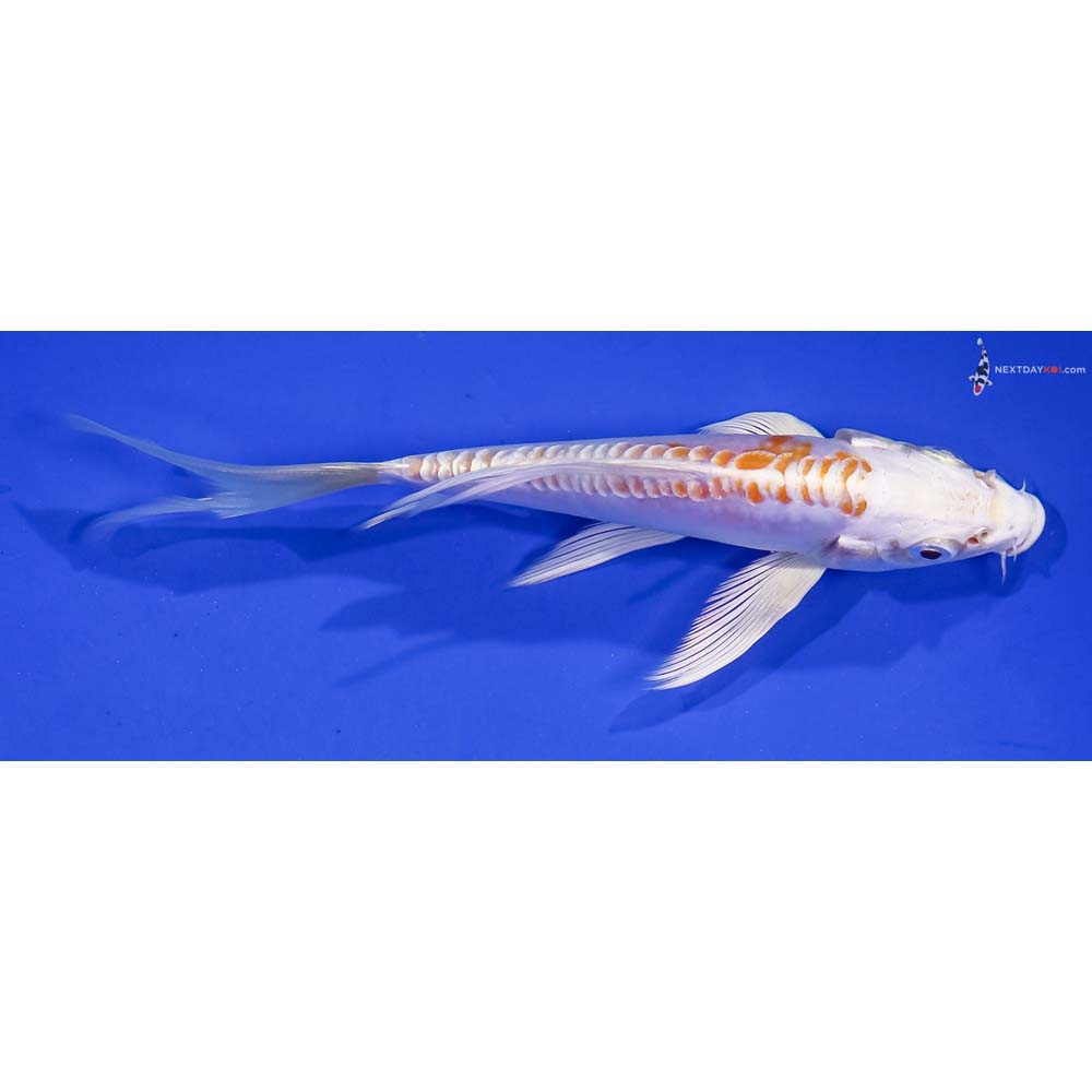 5” Imported Doitsu Lemon Hariwake Butterfly Koi