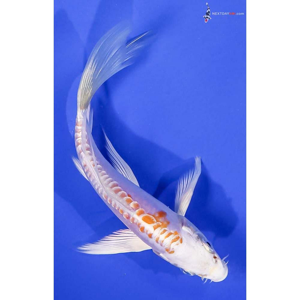 5” Imported Doitsu Lemon Hariwake Butterfly Koi