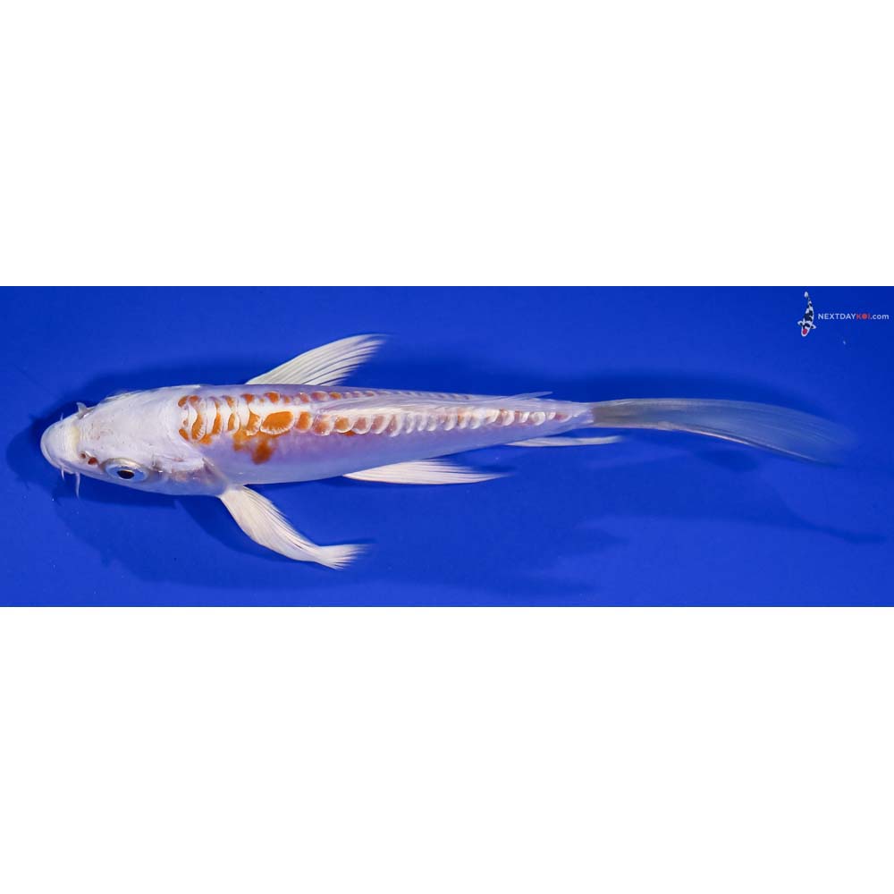 5” Imported Doitsu Lemon Hariwake Butterfly Koi