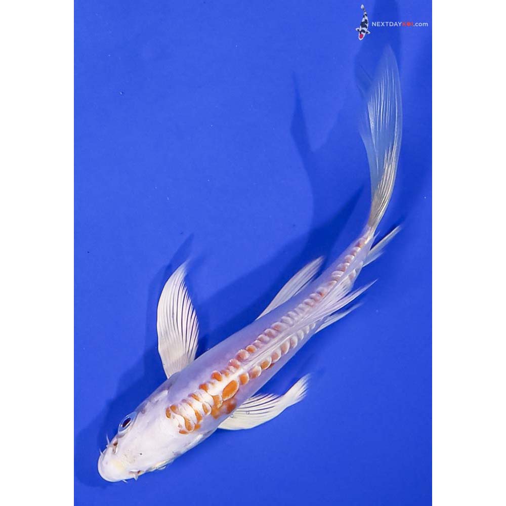 5” Imported Doitsu Lemon Hariwake Butterfly Koi