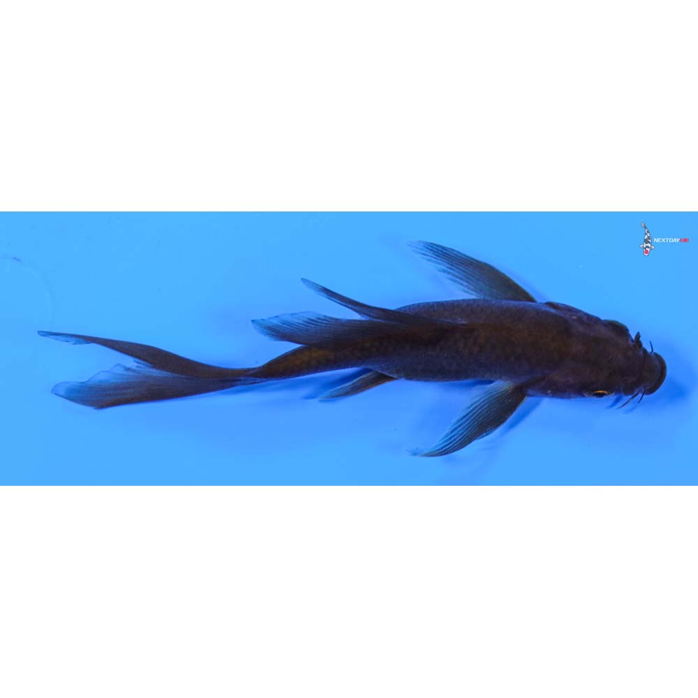 4.5” Imported Chagoi Butterfly Koi