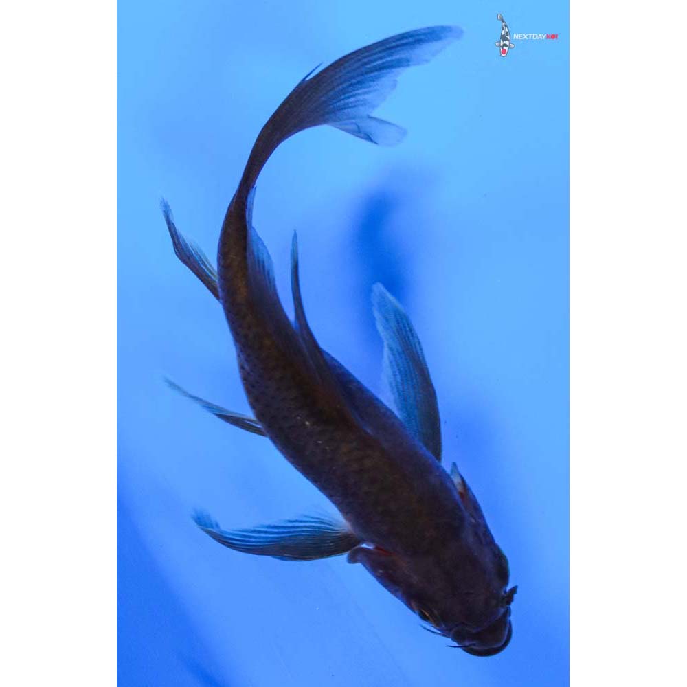 4.5” Imported Chagoi Butterfly Koi