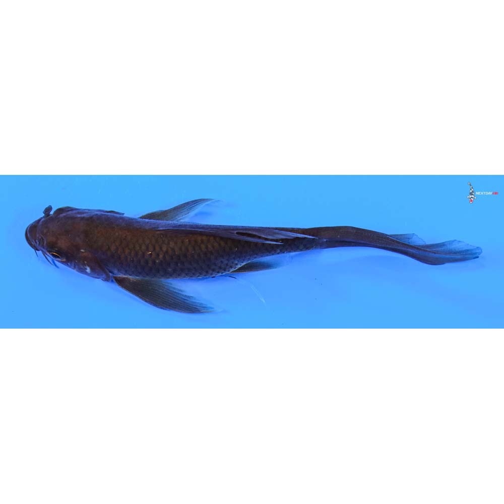 4.5” Imported Chagoi Butterfly Koi