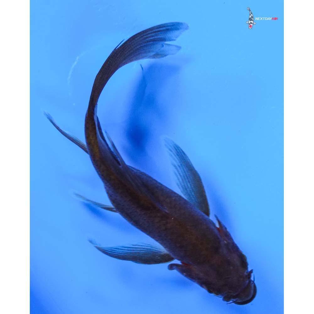 4.5” Imported Chagoi Butterfly Koi