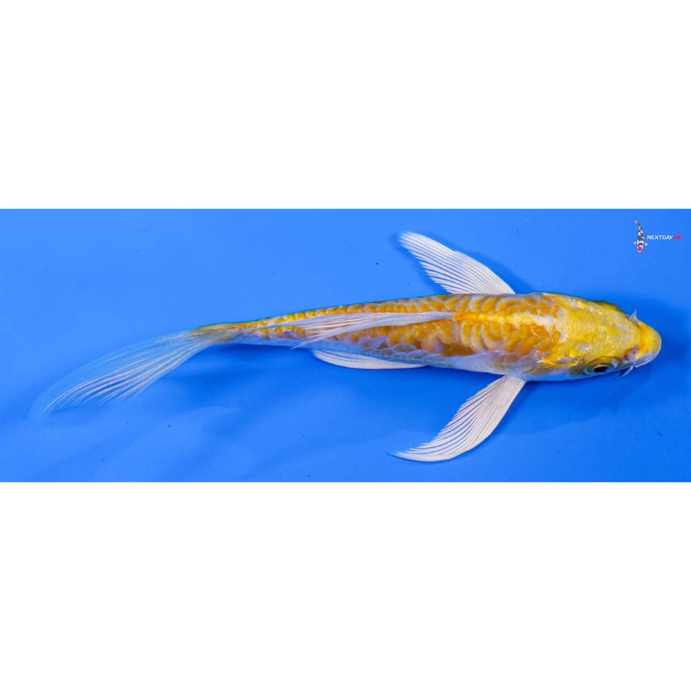 4.5” Imported Doitsu Lemon Hariwake Butterfly Koi