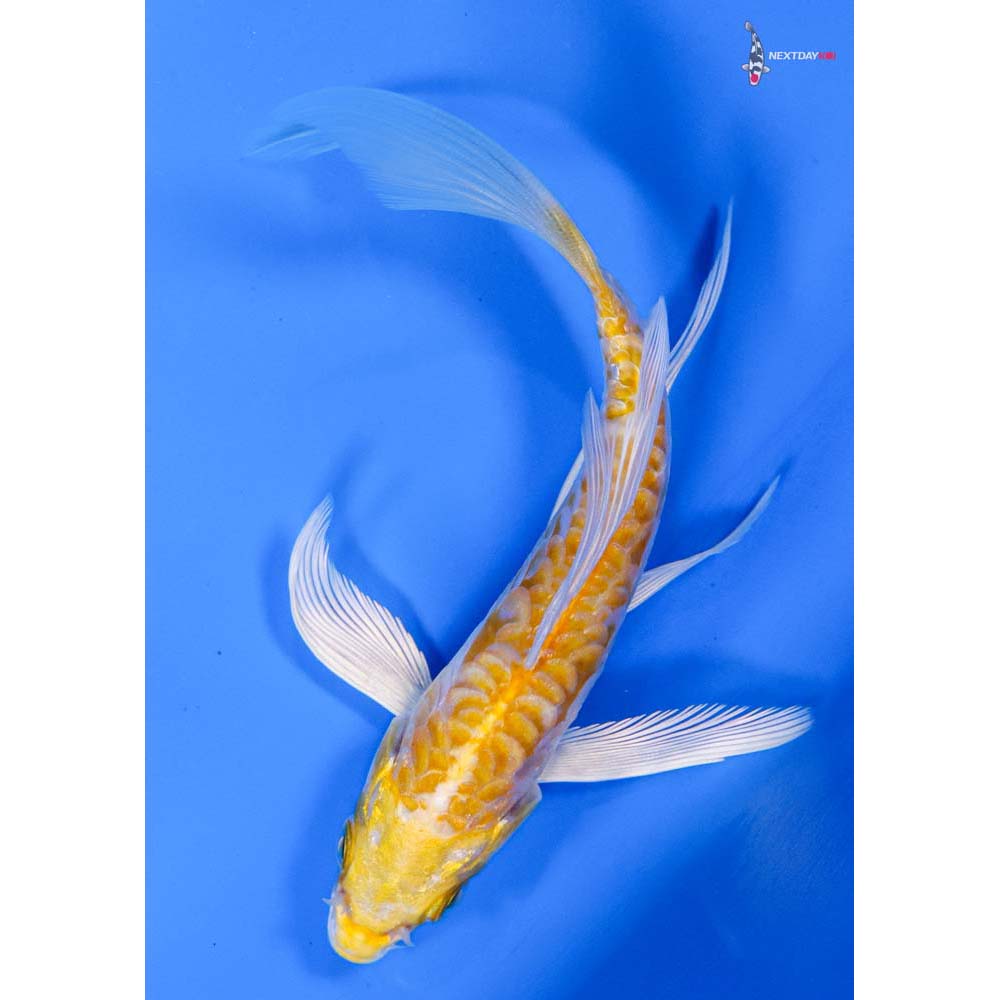 4.5” Imported Doitsu Lemon Hariwake Butterfly Koi