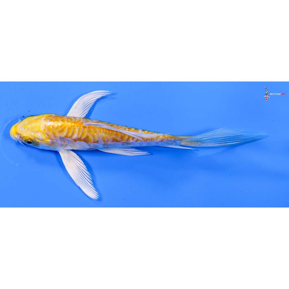 4.5” Imported Doitsu Lemon Hariwake Butterfly Koi