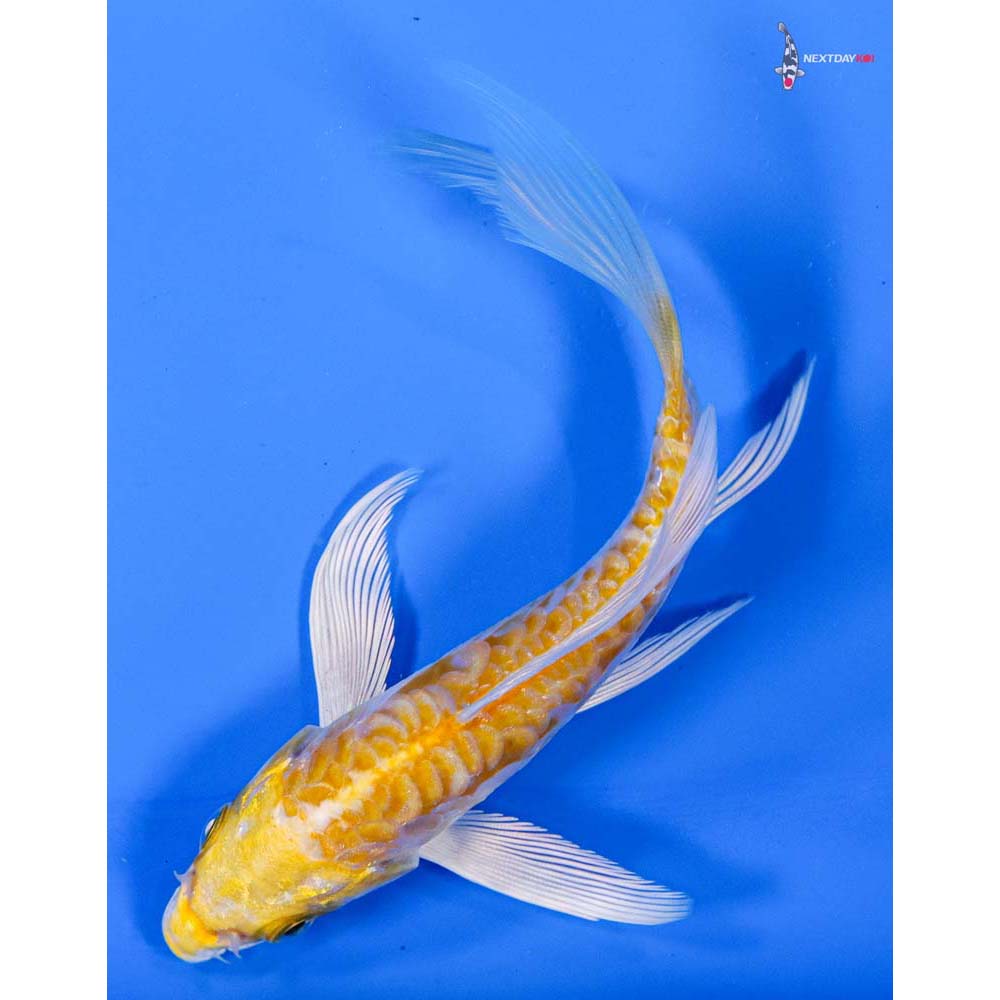 4.5” Imported Doitsu Lemon Hariwake Butterfly Koi