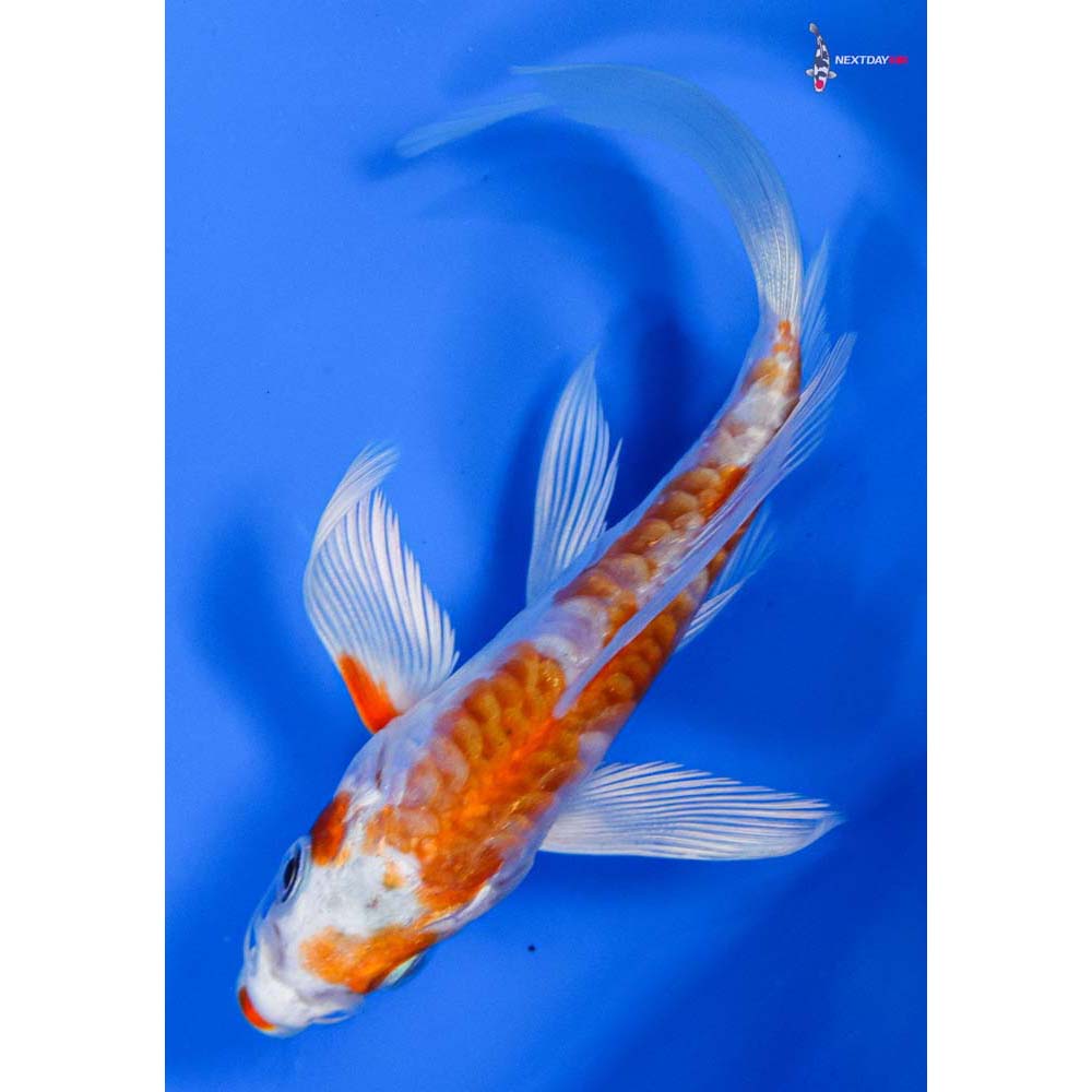 4.5” Imported Kikusui Butterfly Koi