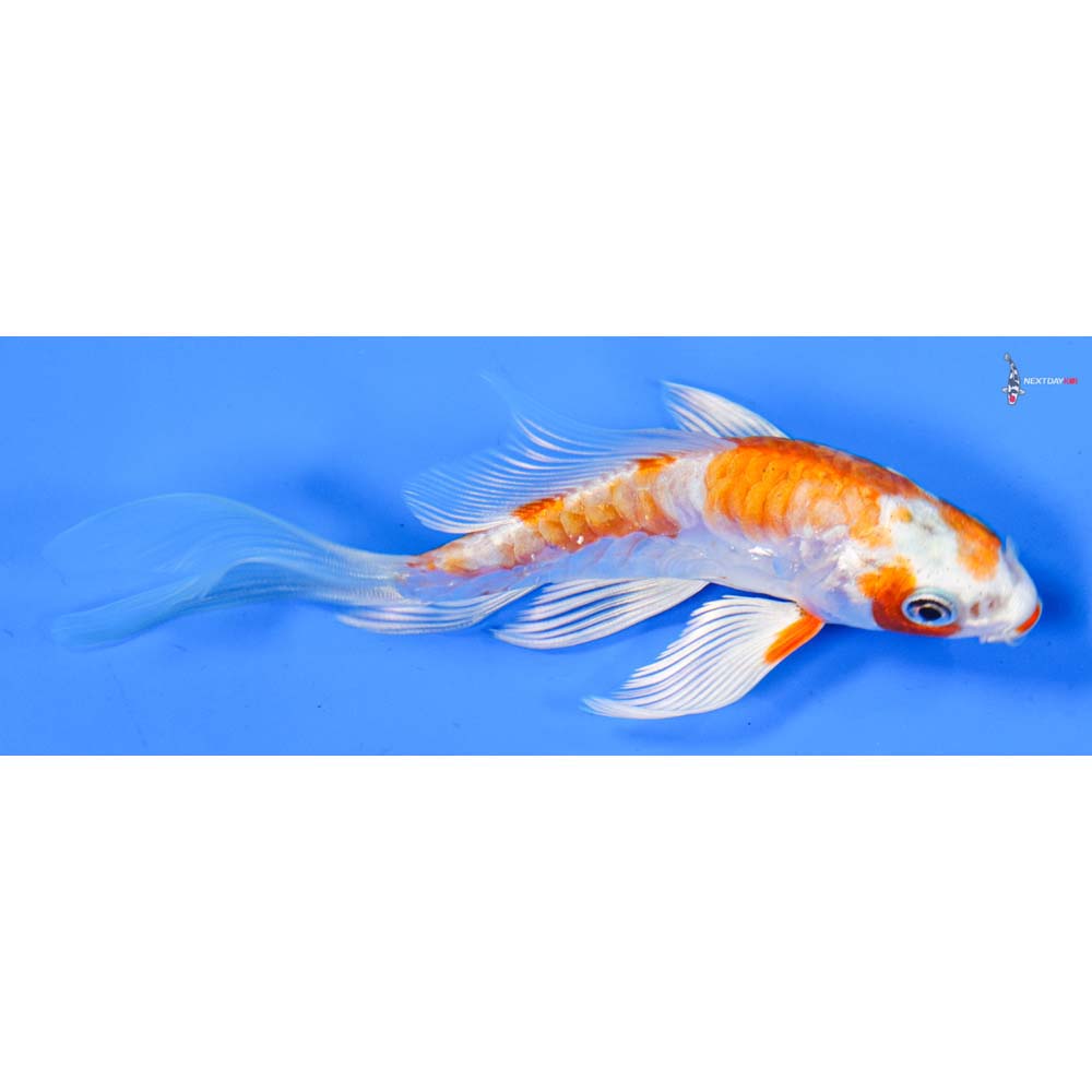 4.5” Imported Kikusui Butterfly Koi