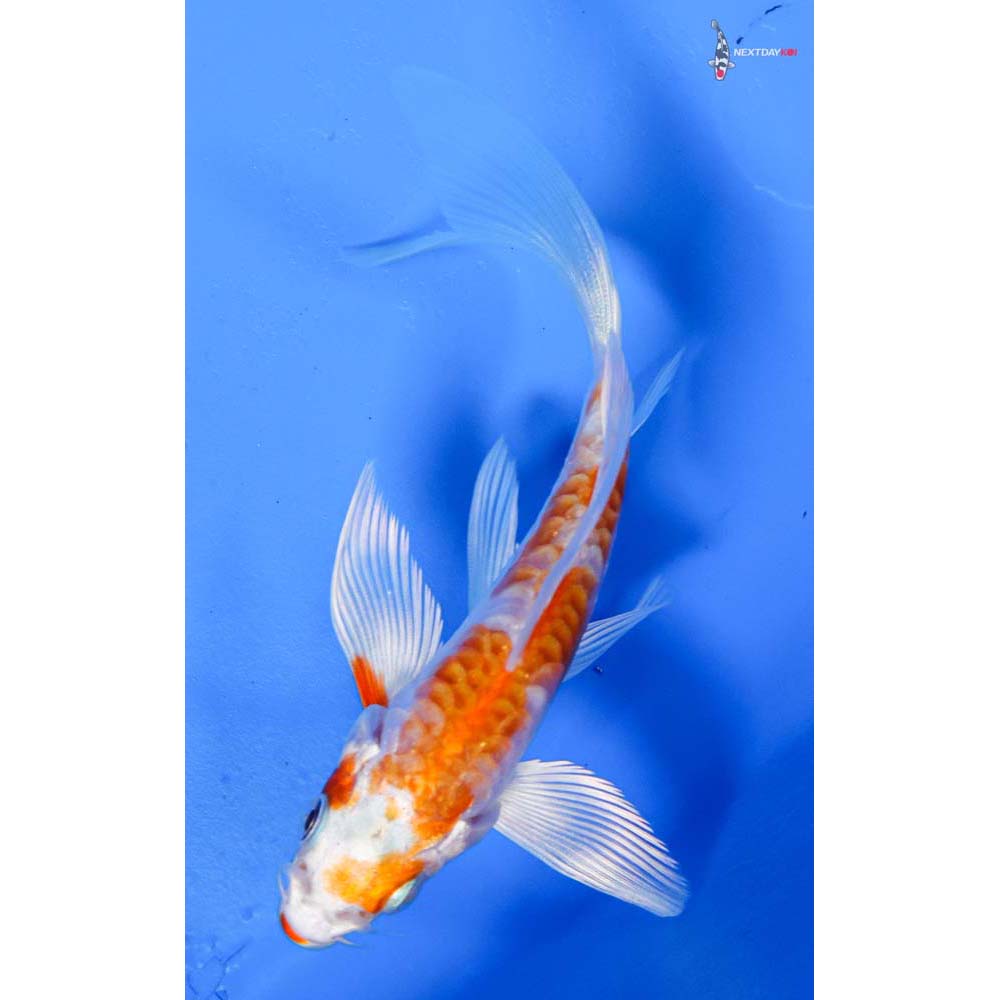 4.5” Imported Kikusui Butterfly Koi