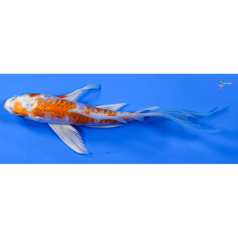 4.5” Imported Kikusui Butterfly Koi