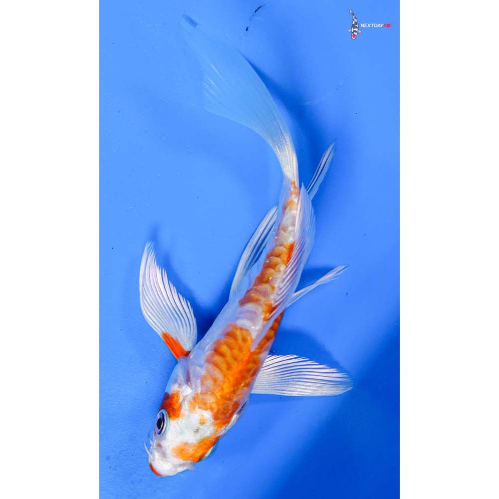 4.5” Imported Kikusui Butterfly Koi