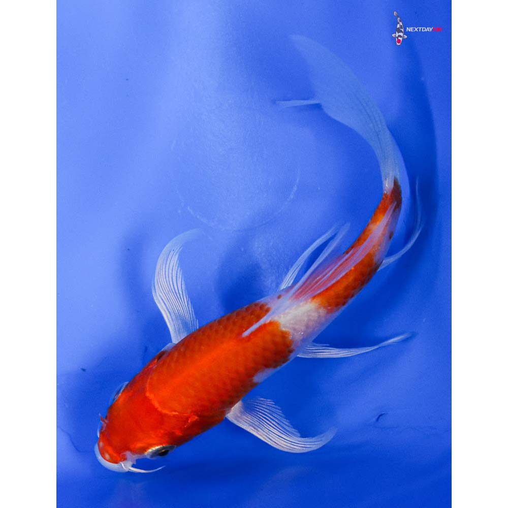 4.5” Imported Hariwake Butterfly Koi