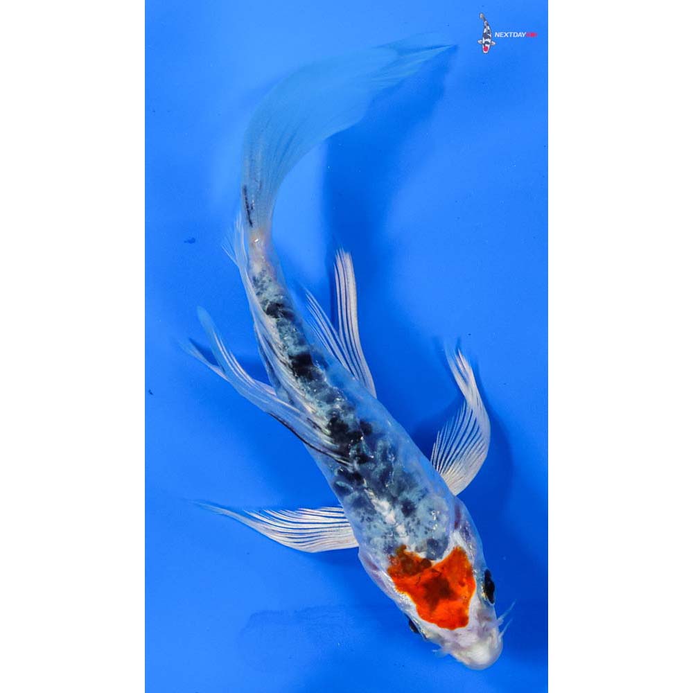 4.5” Imported Armor Scaled Yamato Nishiki Butterfly Koi